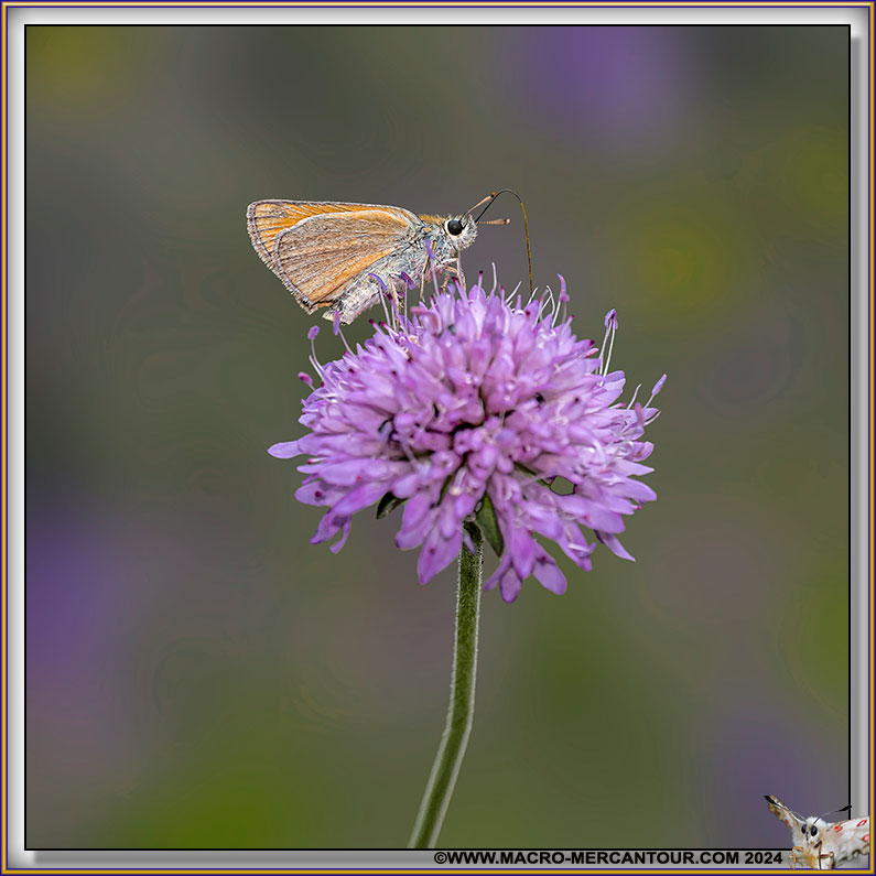 Sylvaine (Hesperiidae)